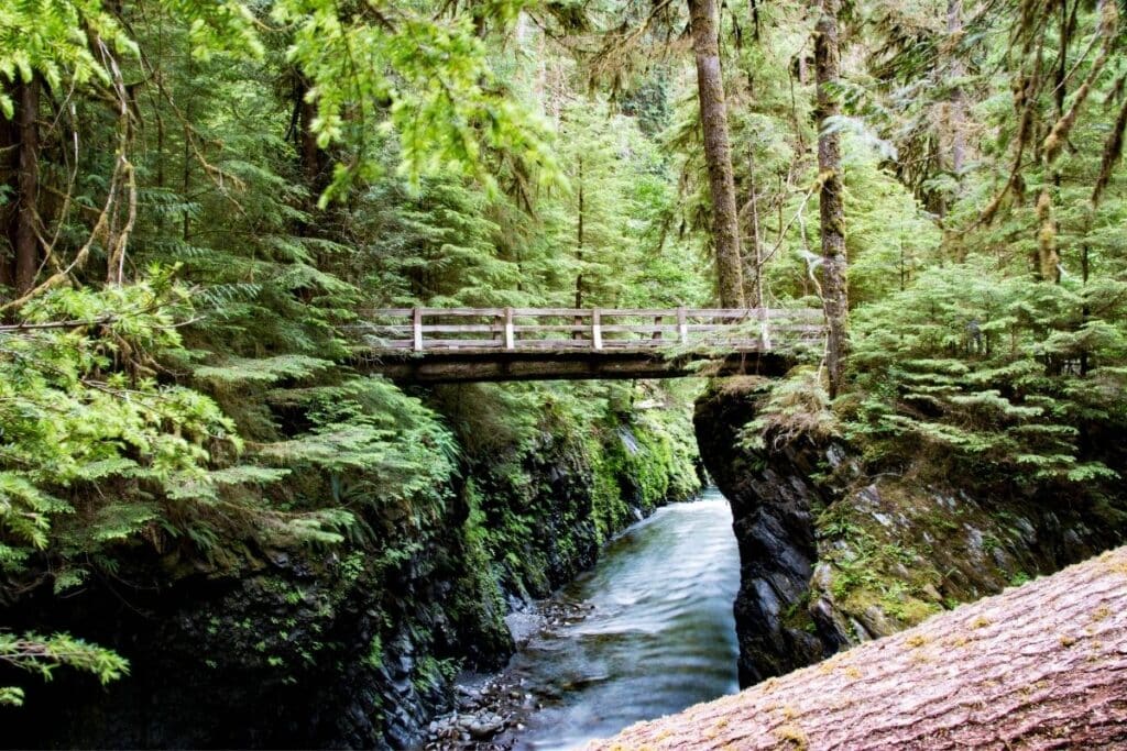 Wood Bridge over water in the bright green forests of Olympic National park