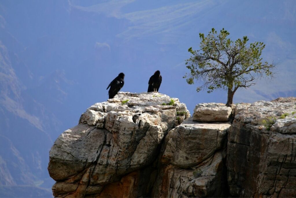 California Condor sit on a rocks at the edge of the Grand Canyon near a tree. 