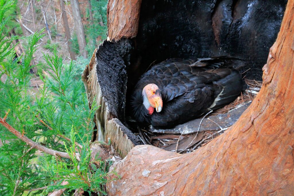 California Condor  sitting in a nest on a redwoods tree