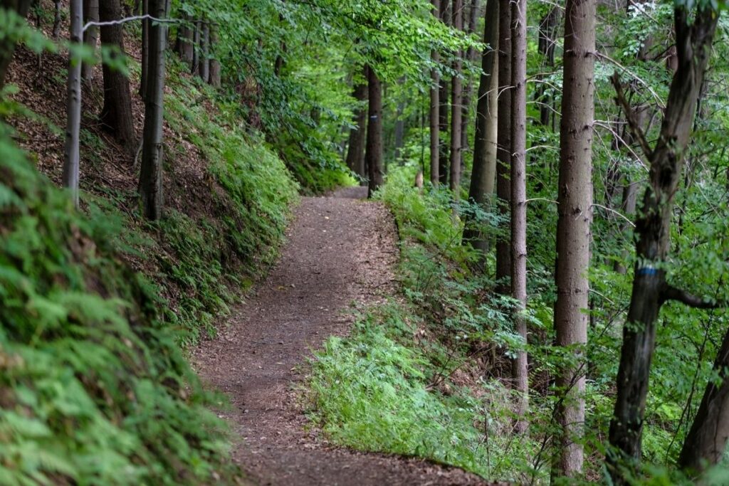 A trail in a green forest