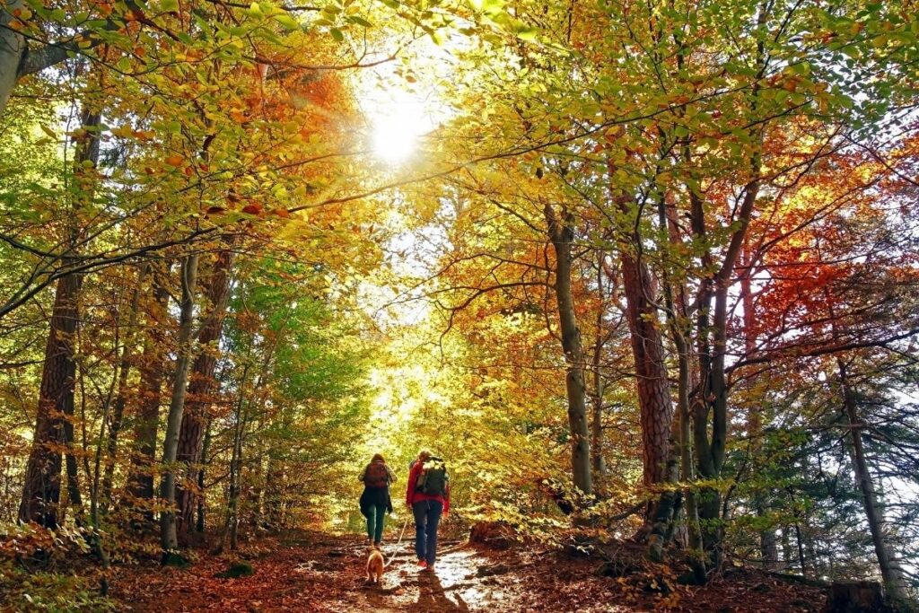 Two people with a dog hiking in the fall with fall leaves (yellow, orange and hint of red.)