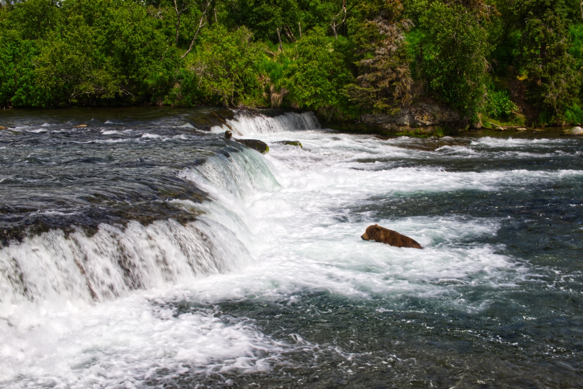 The Complete Guide To Brooks Lodge In Katmai National Park - National ...