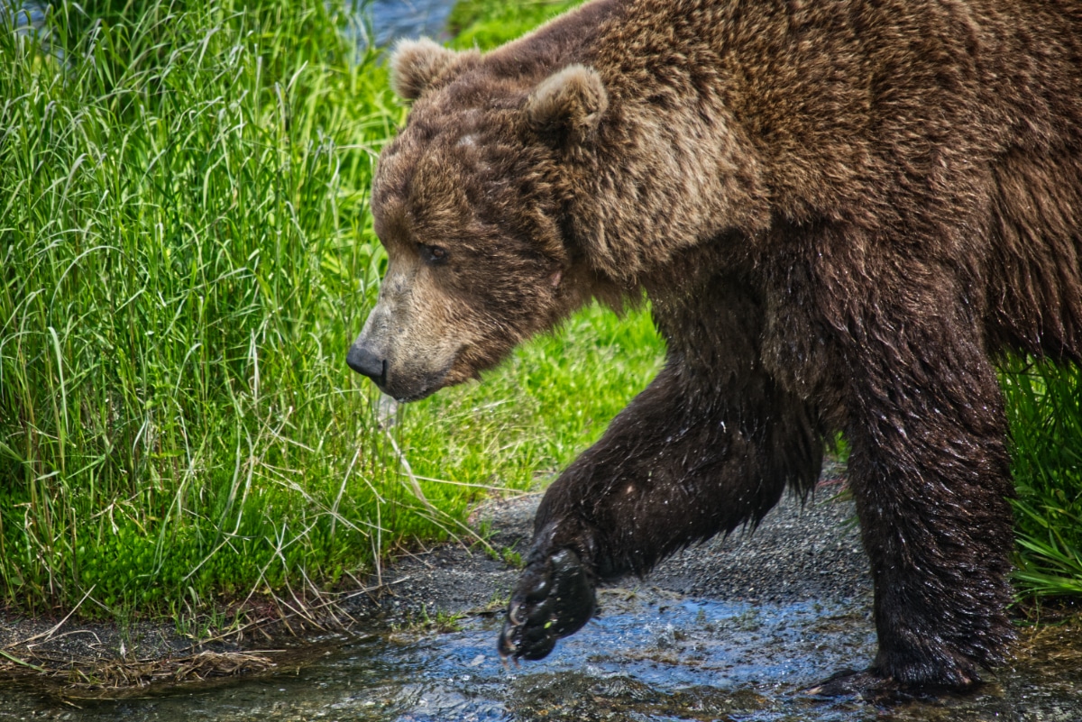 The Complete Guide To Brooks Lodge In Katmai National Park - National ...