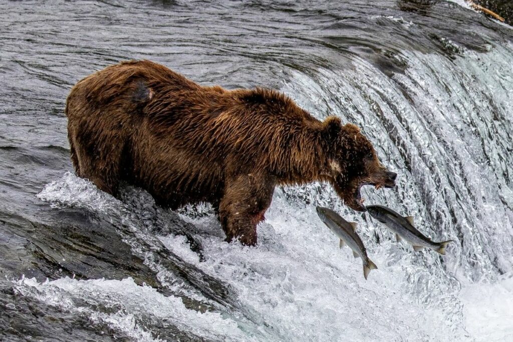 Salmon jumping into the mouth of an Alaskan Brown Bear at Brooks Falls.