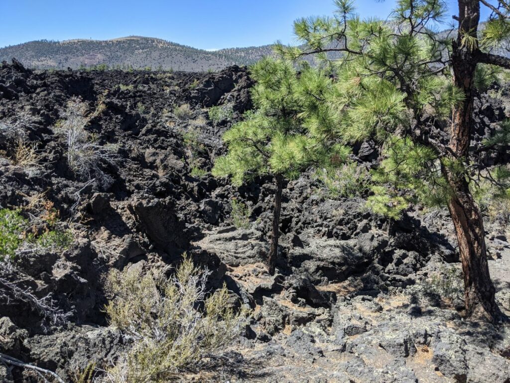 Volcanic rock field dotted with sparse shrubs and pine trees under a bright blue sky, with a forested hill rising in the background.