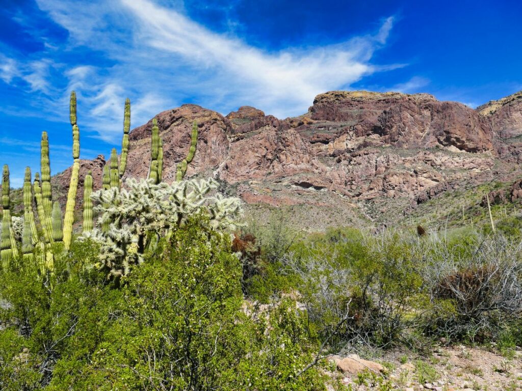 Desert landscape featuring tall saguaro and cholla cacti in the foreground, set against rugged red rock cliffs under a vivid blue sky with wispy white clouds.
