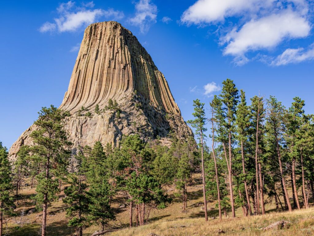 The striking columnar formation of Devils Tower rises from a pine-covered hillside beneath a bright blue sky with scattered clouds.