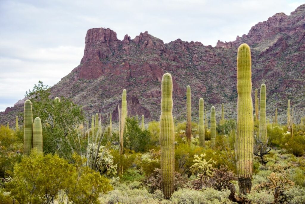Organ Pipe Cactus forest with cliffs on the background.