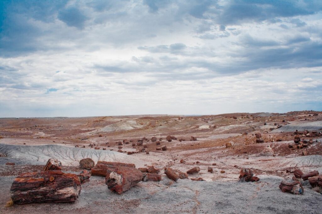 The painted desert with lots of petrified wood. 