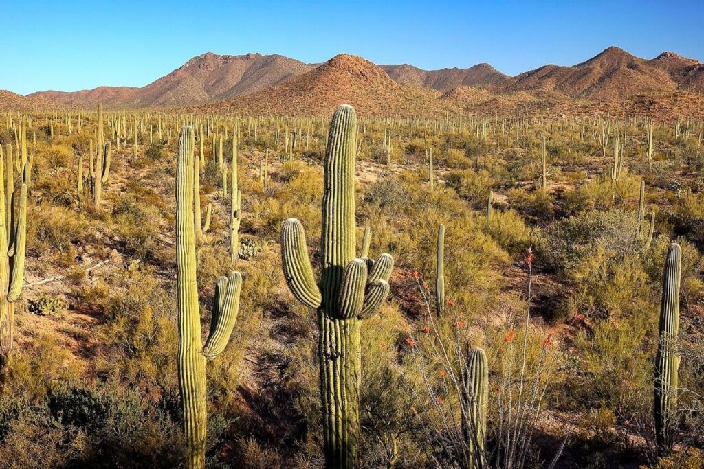 A saguaro forest with the mountains in the background.
