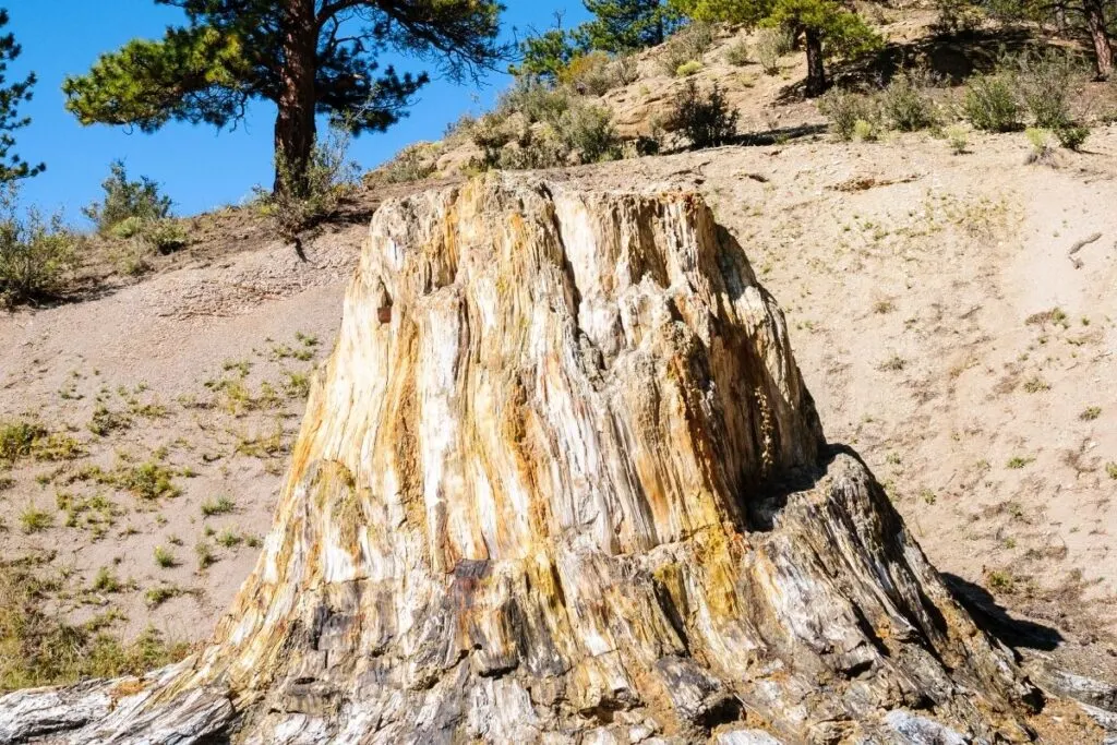A petrified tree stump 
