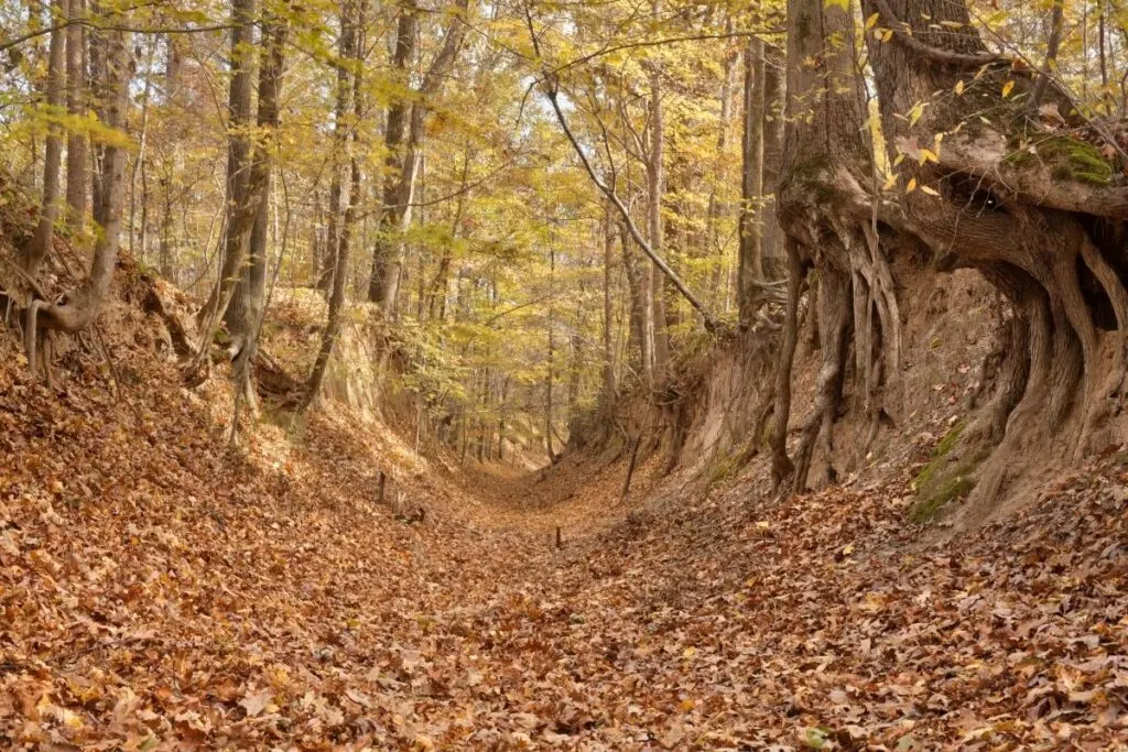 A foot path that is worn deep.