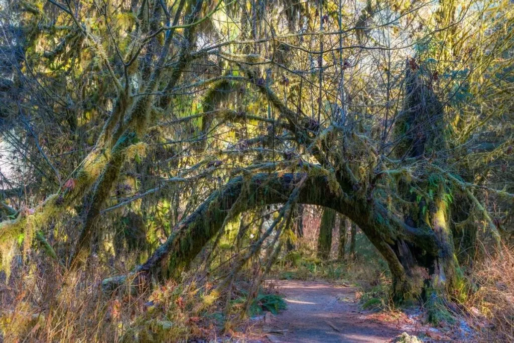A tree arch in Hoh Rainforest