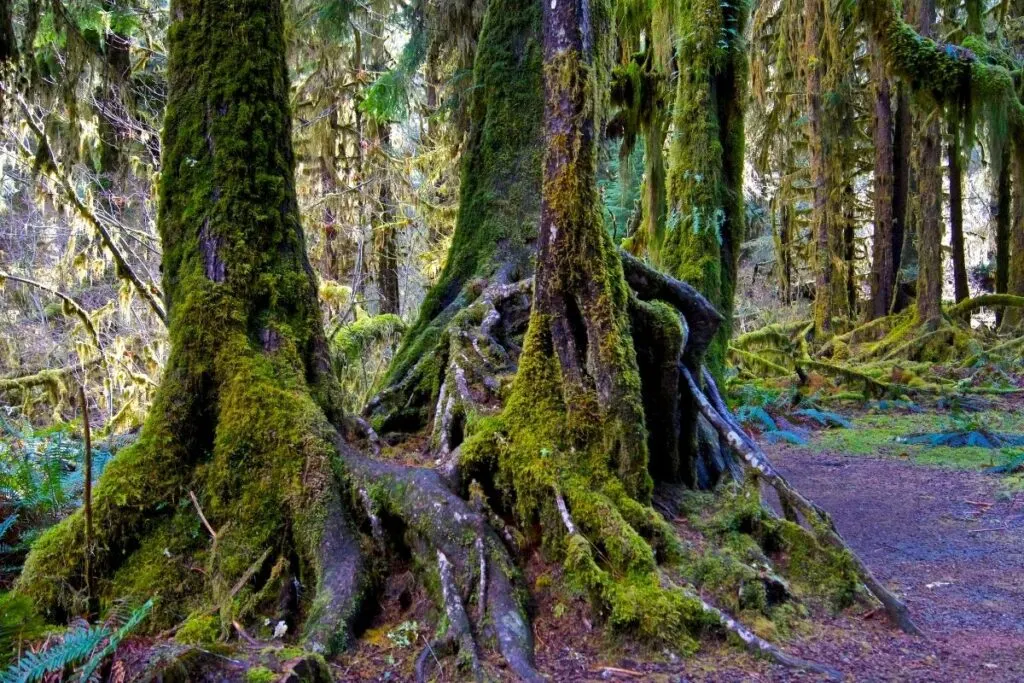 A tree stump in Hoh Rainforest