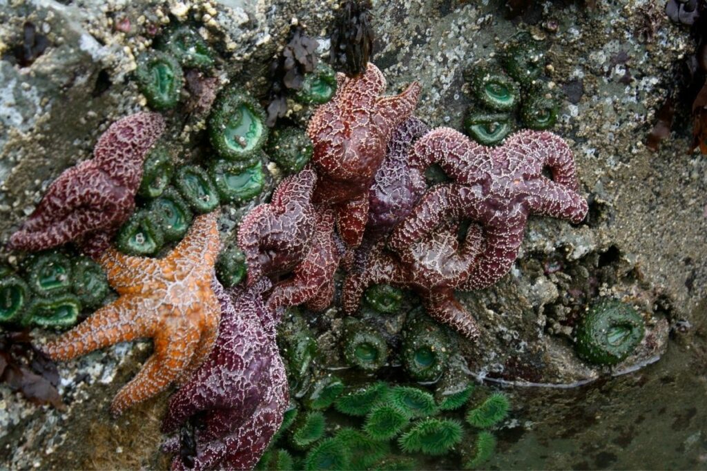 A picture of orange and red sea stars with anemone in a tidepool.  