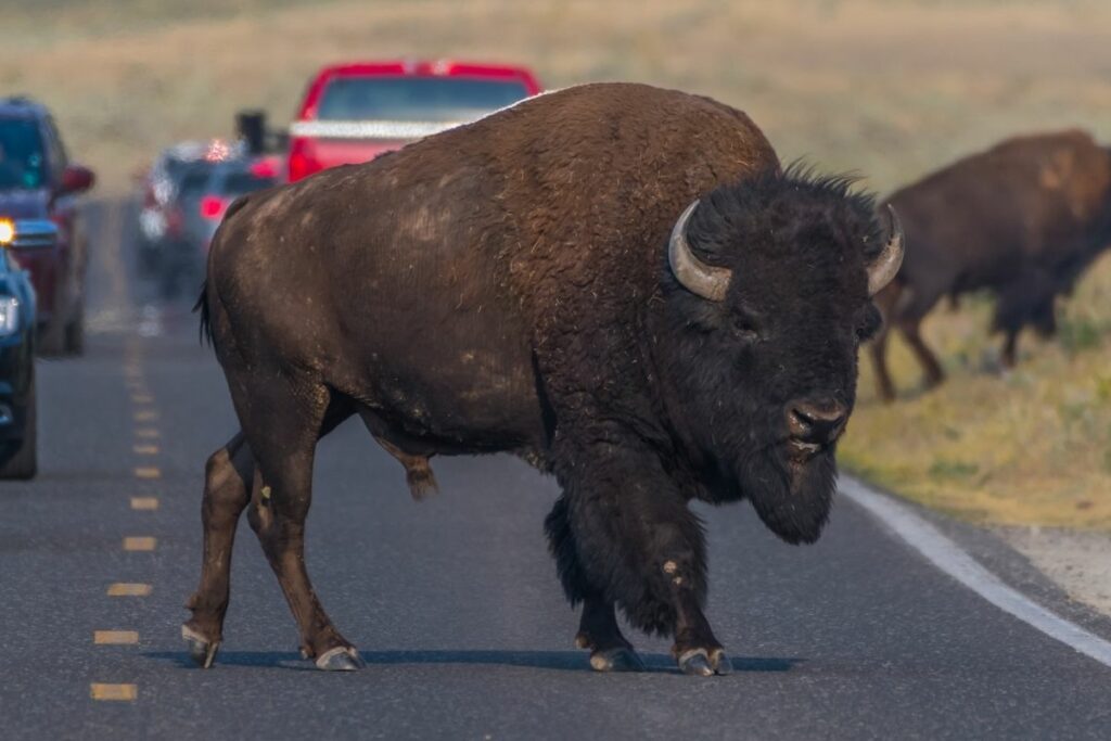 Bison walking on the road