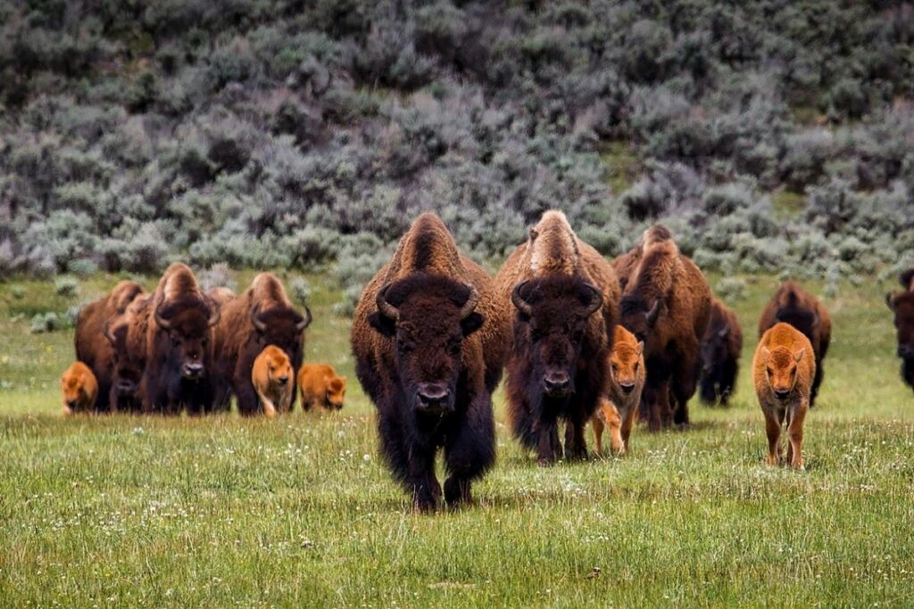 Herd of Bison walking with calves. 