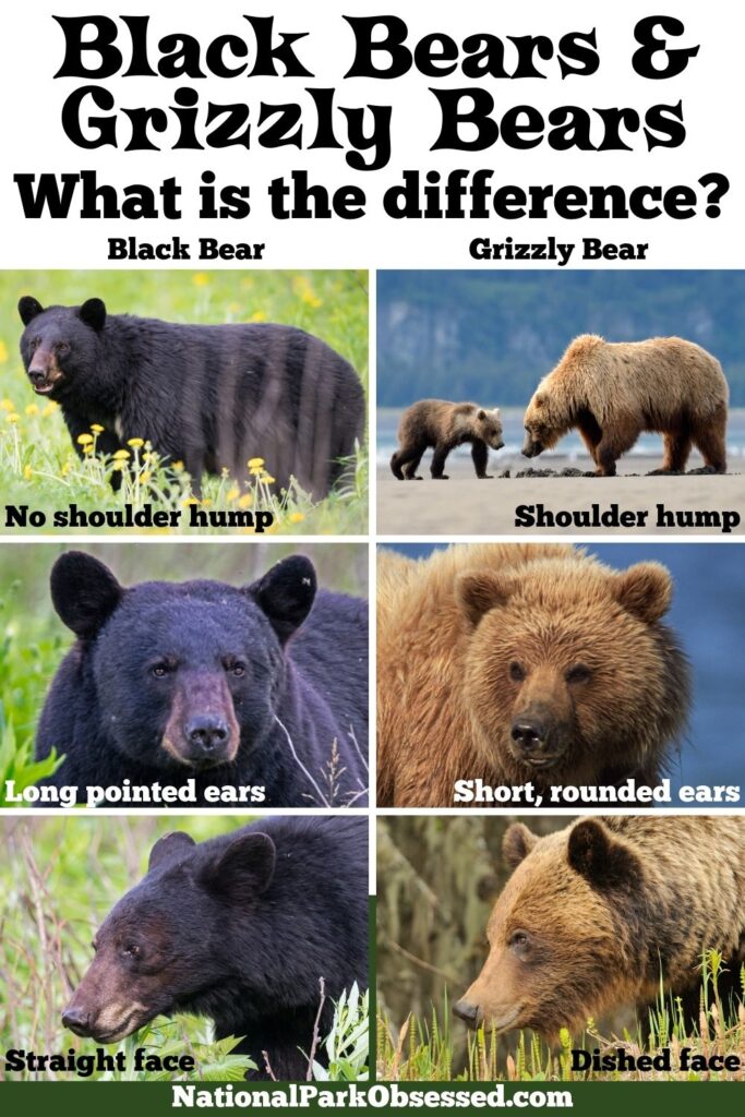 A visual chart of the differences between grizzly bears and black bears 