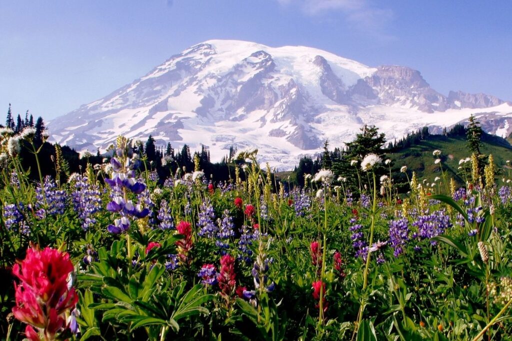 A snowcapped mountains with a field of purple, white and red wildflowers.