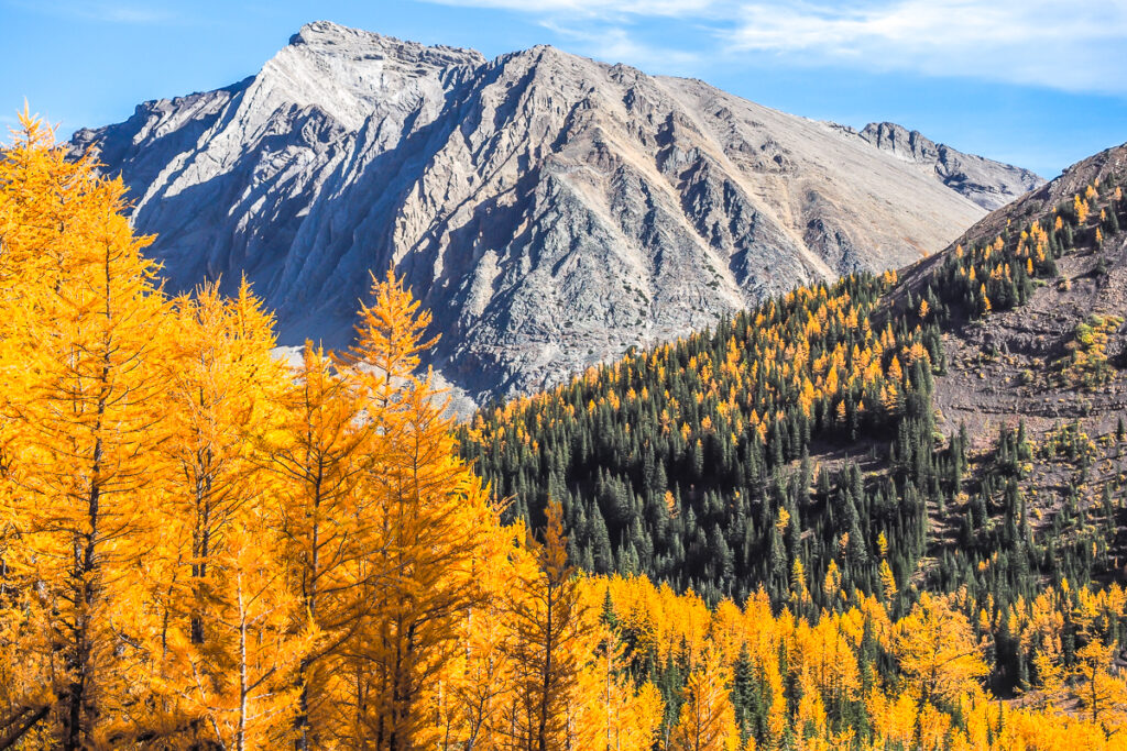Bright yellow trees on a mountain side