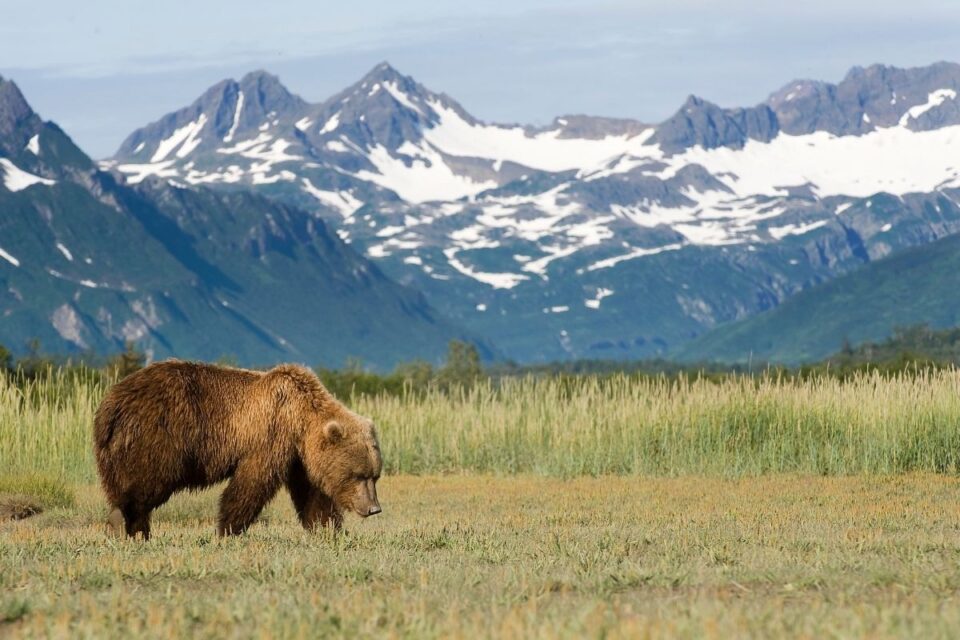 11 Best Places To See Grizzly Bears In The USA - National Park Obsessed