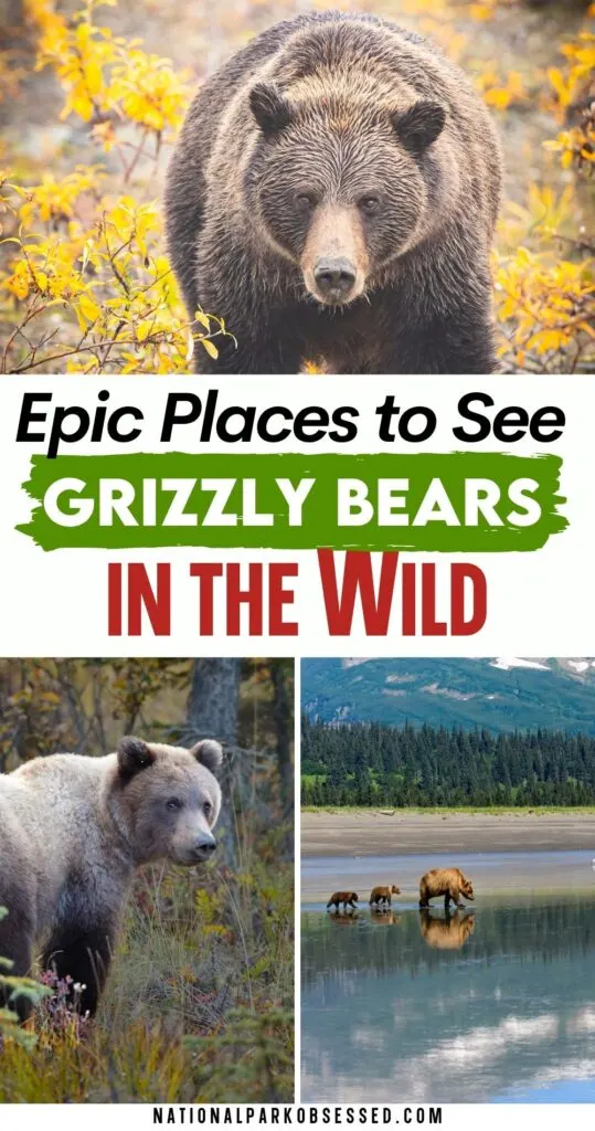 11 Best Places To See Grizzly Bears In The USA - National Park Obsessed