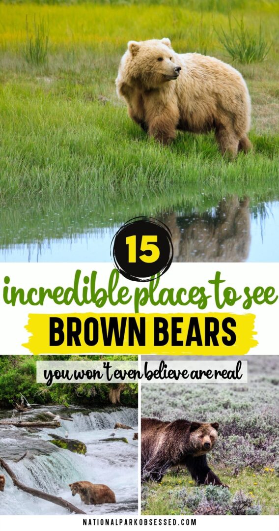 11 Best Places To See Grizzly Bears In The USA - National Park Obsessed