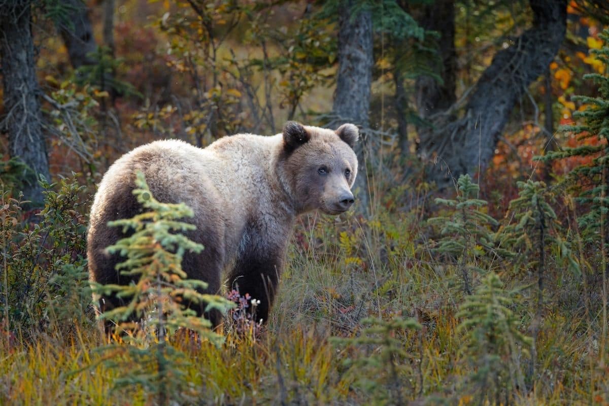 Where To See Grizzly Bears In The Us