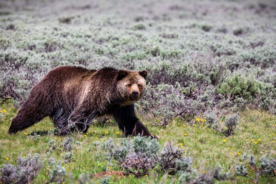 11 Best Places To See Grizzly Bears In The USA - National Park Obsessed