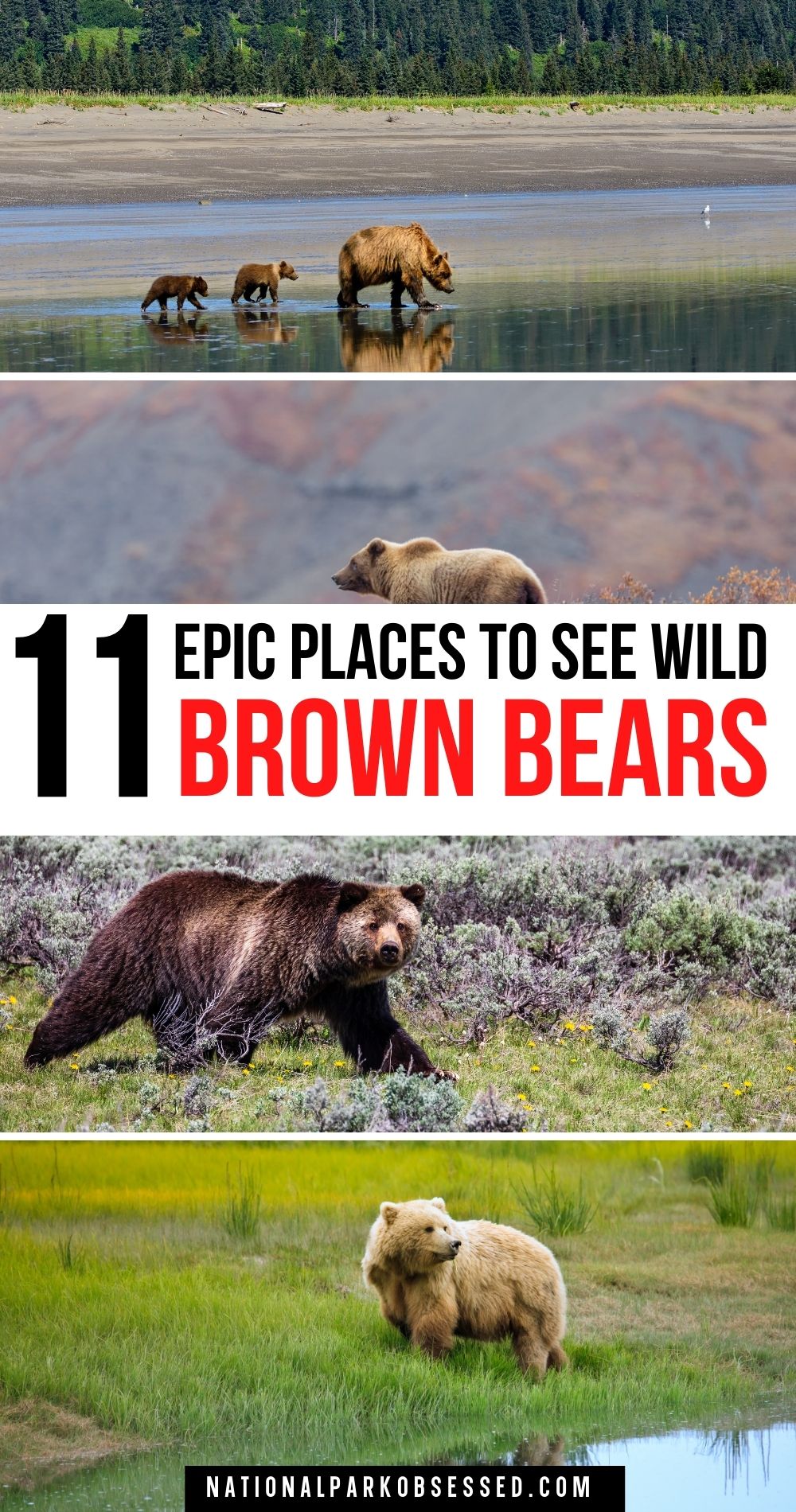 11 Best Places To See Grizzly Bears In The USA - National Park Obsessed