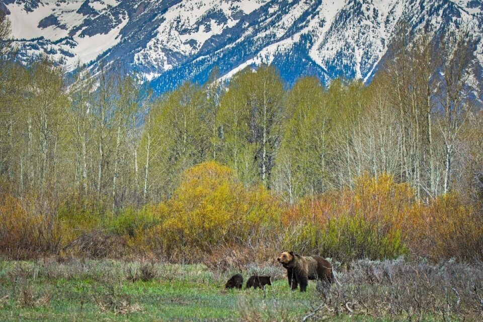 11 Best Places To See Grizzly Bears In The USA National Park Obsessed