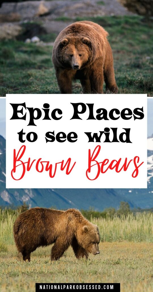 Want to see a massive brown bear in the wild? Click HERE to learn about the best places to see grizzly bears in the United States.

best place to see grizzly bears / bear national park / best place to see grizzlies in Alaska / best place to see grizzly bears in Alaska / grizzly bear locations map / where do grizzly bears live	/ grizzly bears in us	/ bears glacier national park / are brown bears the same as grizzlies / bears in america	