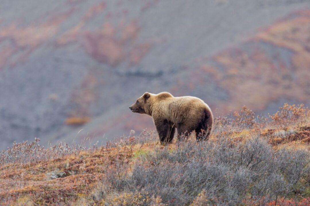 11 Best Places To See Grizzly Bears In The USA National Park Obsessed