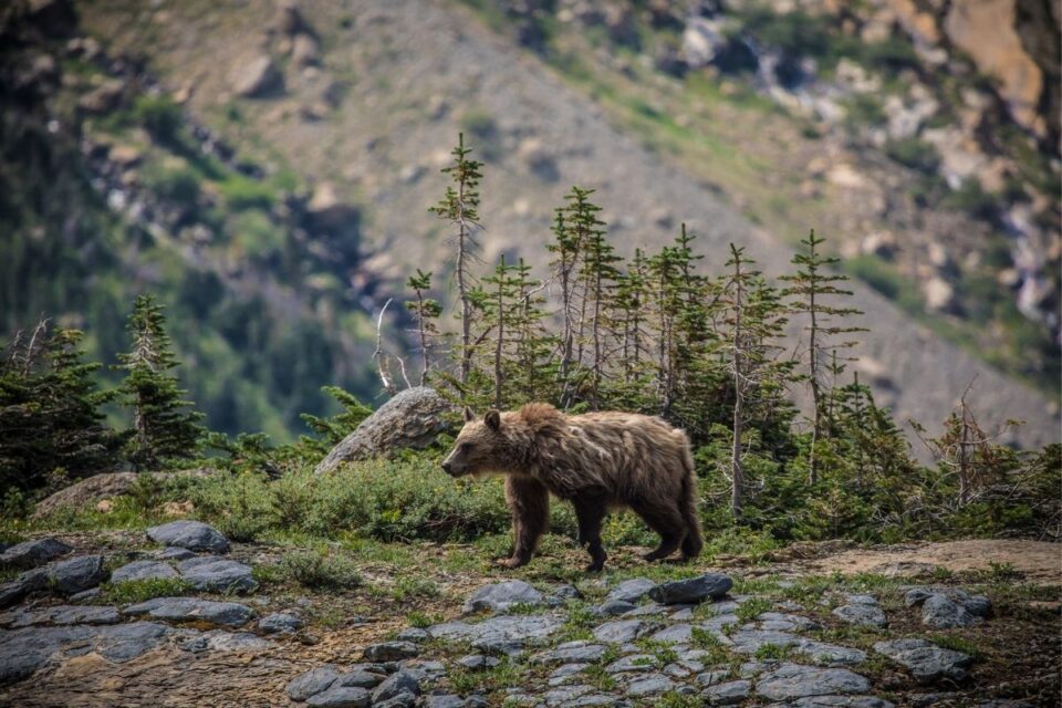 11 Best Places To See Grizzly Bears In The USA National Park Obsessed