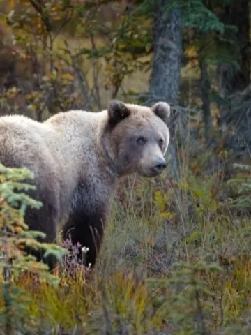 Last-minute gift: Bear viewing raffle tickets for McNeil River