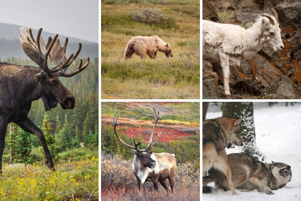 Images of Denali Wildlife including Moose, Grizzly Bear, Dall Sheep, Caribou, and Wolves.