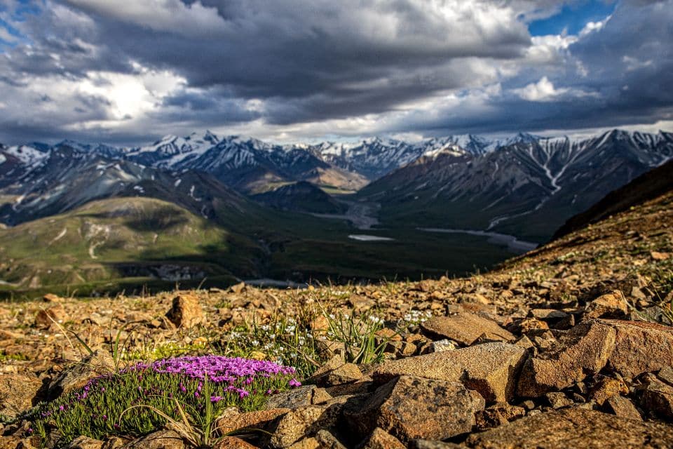 Close-up of vibrant purple wildflowers in the foreground with a panoramic view of the dramatic mountain landscapes and valleys of Denali National Park under a cloudy sky.