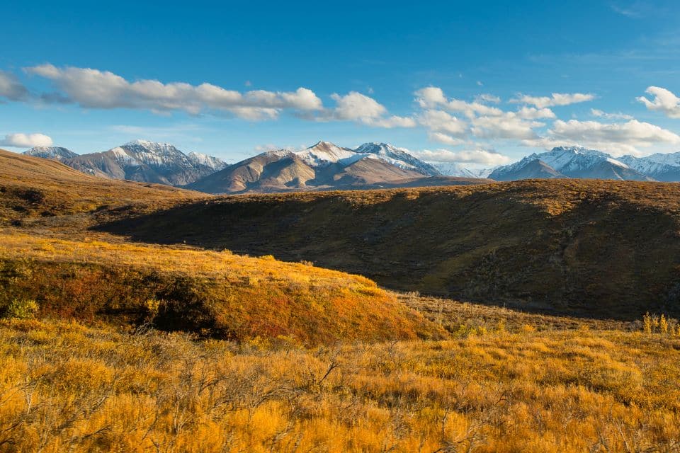 Autumn in Denali National Park showcasing golden-yellow tundra against the contrasting snow-capped peaks of the Alaska Range under a clear blue sky.