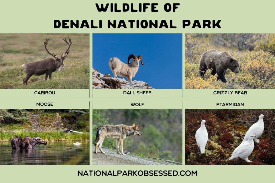 Collage of wildlife found in Denali National Park, featuring a caribou, Dall sheep, and grizzly bear at the top, and a moose, wolf, and ptarmigan at the bottom, each with their names labeled below. The images showcase the diverse animal inhabitants of the park's ecosystem.