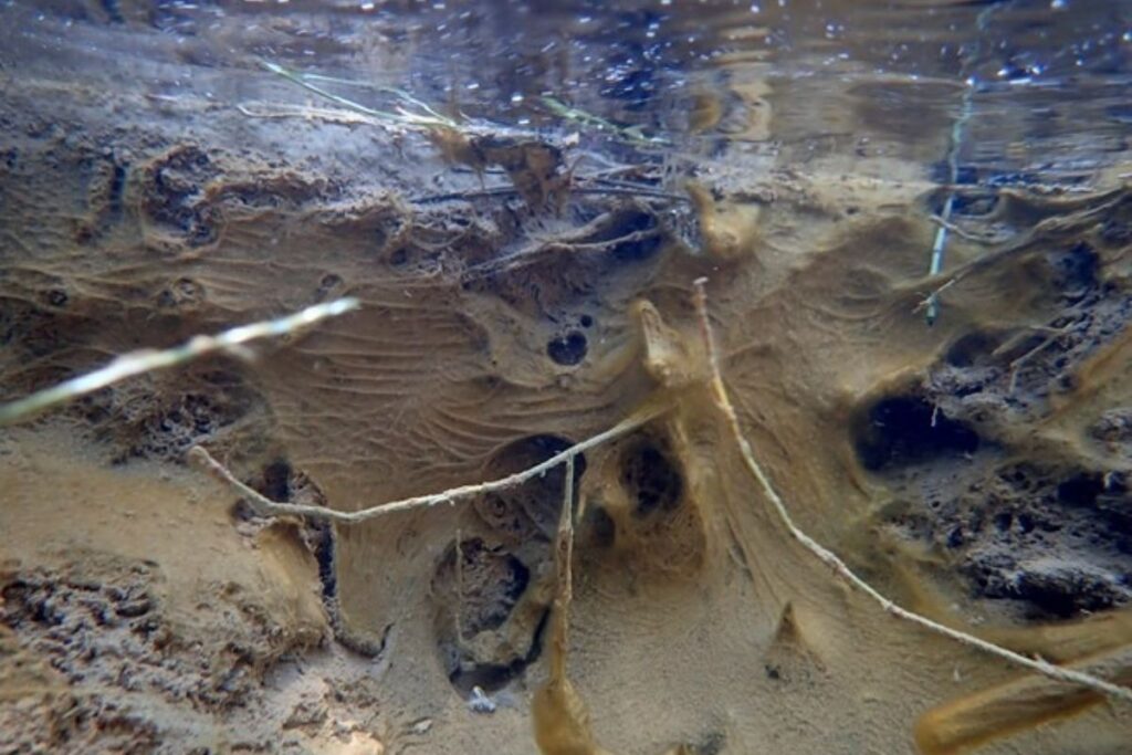 mruky brown algue under water