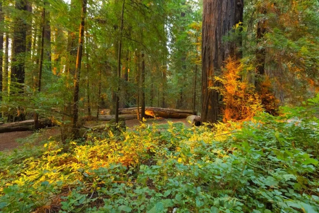 a lush forest with trees