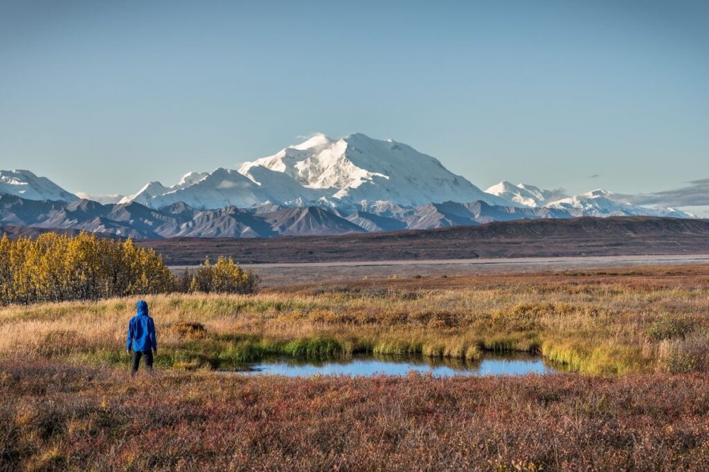 A person in a blue jacket standing in the brown tundra looking at Denali out of the clouds
