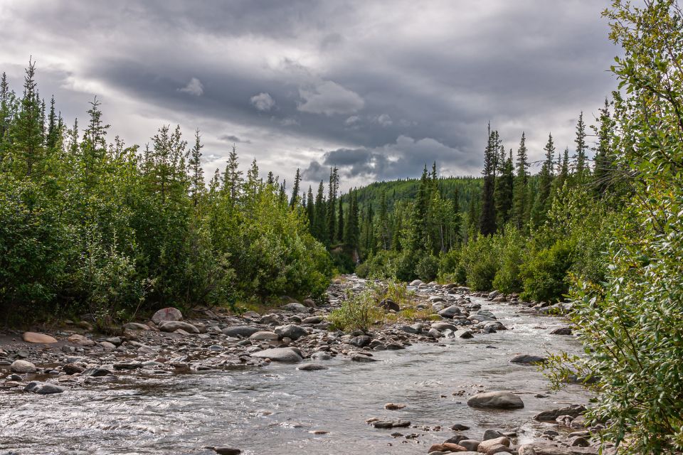 Rocky creek flowing through a dense forest of young, slender trees under an overcast sky in Denali National Park.