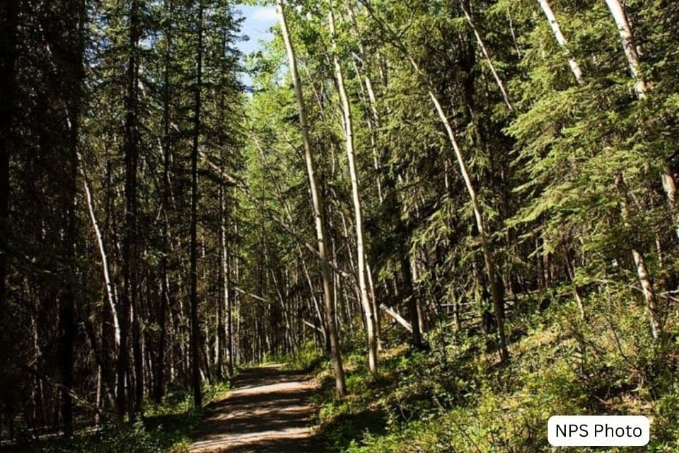 Sun-dappled trail meandering through a dense forest of tall spruce and birch trees in Denali National Park, inviting peaceful exploration.