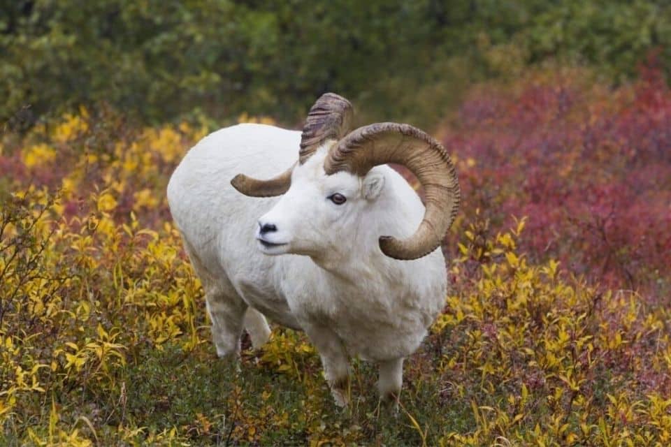 A majestic Dall sheep with curved horns standing amidst vibrant yellow and red autumn vegetation in Denali National Park.