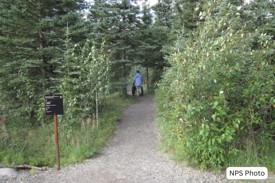 Back view of a couple walking down a peaceful gravel path in Denali National Park, surrounded by dense green foliage.
