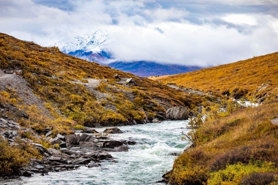 A turbulent river winds through a colorful autumn landscape with a snow-capped mountain shrouded in clouds in the backdrop in Denali National Park.