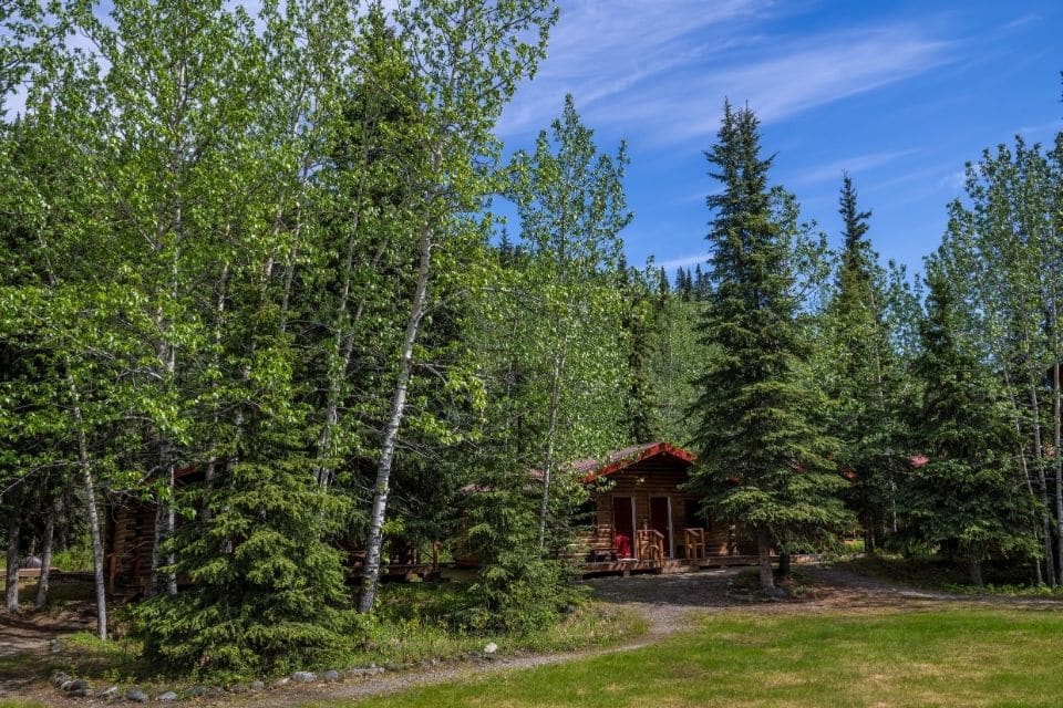 A rustic log cabin nestled among the dense greenery of a serene forest in Denali National Park, under a clear sky.