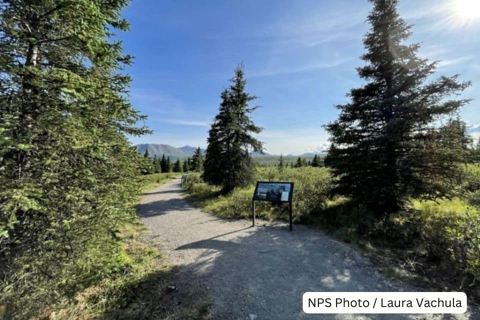 A walking trail in Denali National Park with an informative signboard, leading through a tranquil forest towards the open landscape.