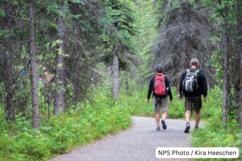 Two hikers with backpacks walking on a serene trail surrounded by dense greenery in Denali National Park.